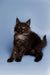 Fluffy black Maine Coon kitten named Arnold with bright eyes and playful spirit