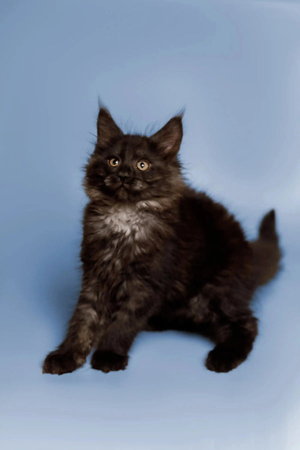 Fluffy black Maine Coon kitten named Arnold with bright eyes and playful spirit