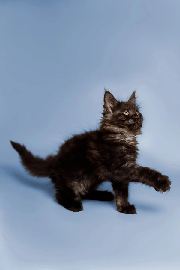 Fluffy black Maine Coon kitten with alert expression and raised paw, looking playful