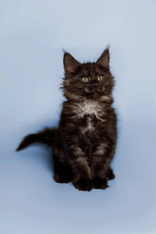 Fluffy black Maine Coon kitten with bright eyes and white chest patch