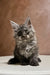 Fluffy gray Maine Coon kitten with wide eyes and perked ears, named Arnold