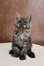 Fluffy gray Maine Coon kitten sitting upright with an alert expression