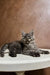 Gray tabby Maine Coon kitten lounging cutely on a white surface