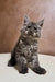 Fluffy gray Maine Coon kitten sitting upright, looking alert and adorable