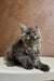 Fluffy gray Maine Coon kitten sitting upright, showcasing its long fur and adorable charm