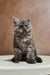 Fluffy gray Maine Coon kitten sitting upright, perfect for any Coon kitten lover