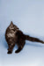 Fluffy gray tabby Maine Coon kitten with a long tail, perfect for cat lovers