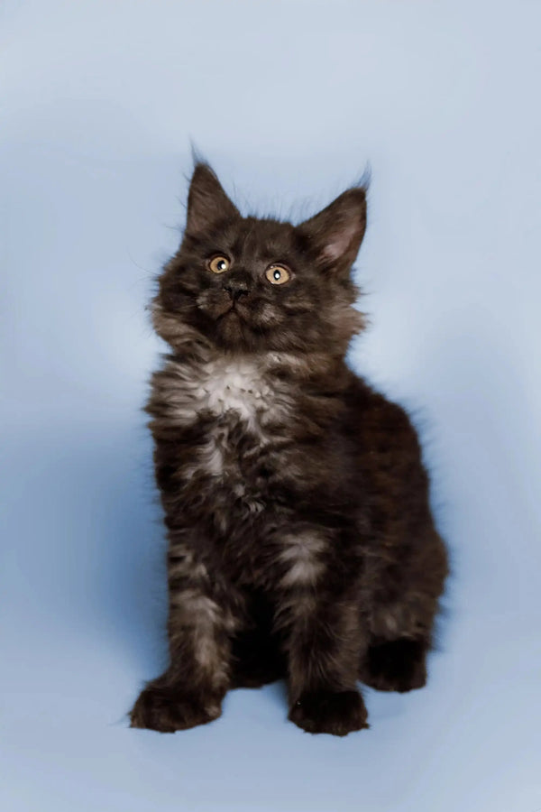 Fluffy black Maine Coon kitten with a cute white chest patch for Arnold product
