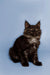 Fluffy black Maine Coon kitten Arnold with bright eyes sitting upright