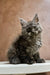 Fluffy gray Maine Coon kitten with alert eyes and tufted ears ready for adventure