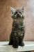 Fluffy gray Maine Coon kitten with alert eyes and perked-up ears ready for cuddles