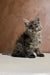 Fluffy gray Maine Coon kitten sitting upright with an alert expression