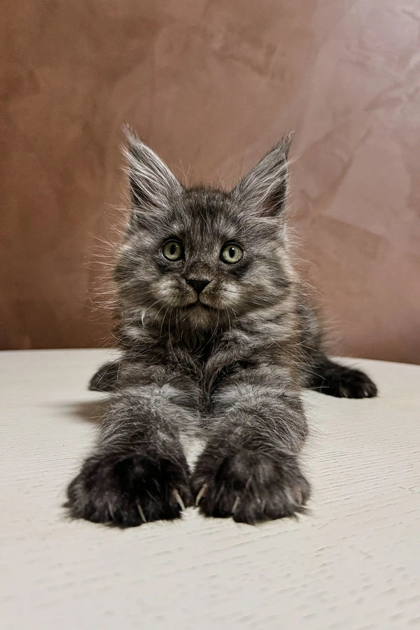 Gray fluffy Maine Coon kitten with alert eyes and cute ear tufts named Arnold