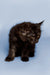 Adorable Black Maine Coon Kitten with alert eyes and pointed ears ready for fun