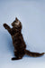 Fluffy black Maine Coon kitten standing on hind legs with one paw raised