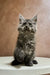 Gray fluffy Maine Coon kitten sitting upright with alert ears and wide eyes