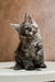 Fluffy gray Maine Coon kitten with alert ears and bright eyes, perfect for cuddles