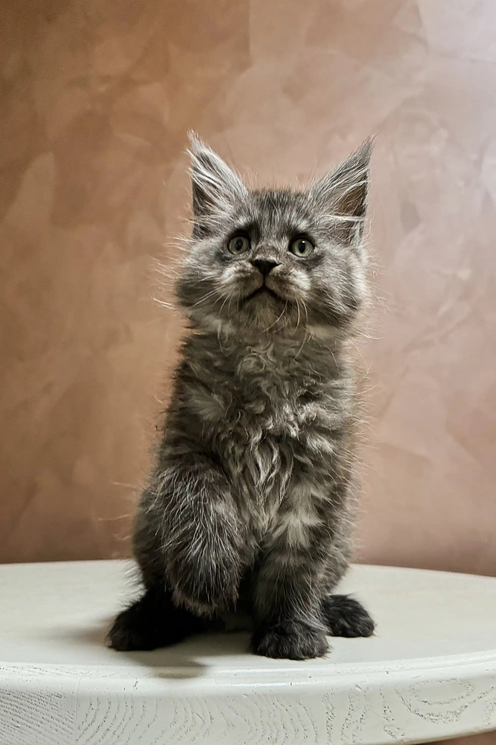 Maine Coon Kittens for Sale Arnold | Kitten