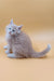 Fluffy light-brown Maine Coon kitten Arny with stunning blue eyes lounging happily