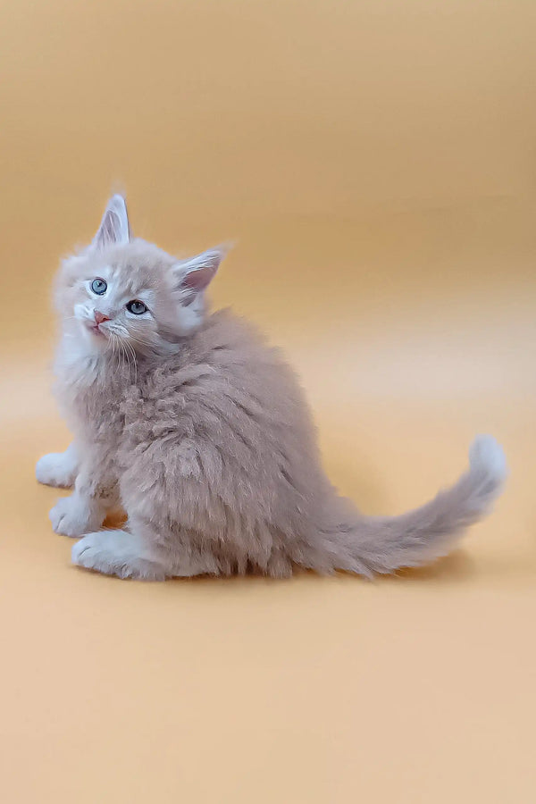Fluffy light-brown Maine Coon kitten Arny with stunning blue eyes lounging happily
