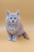 Fluffy light-brown Maine Coon kitten named Arny with bright blue eyes