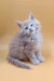 Fluffy light-brown Maine Coon kitten named Arny with adorable blue eyes