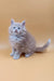 Cute fluffy light-brown Maine Coon kitten named Arny with stunning blue eyes