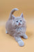 Fluffy light orange kitten named Arny, a playful Maine Coon companion