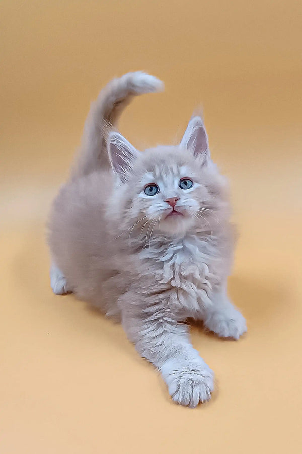 Fluffy light orange kitten named Arny, a playful Maine Coon companion