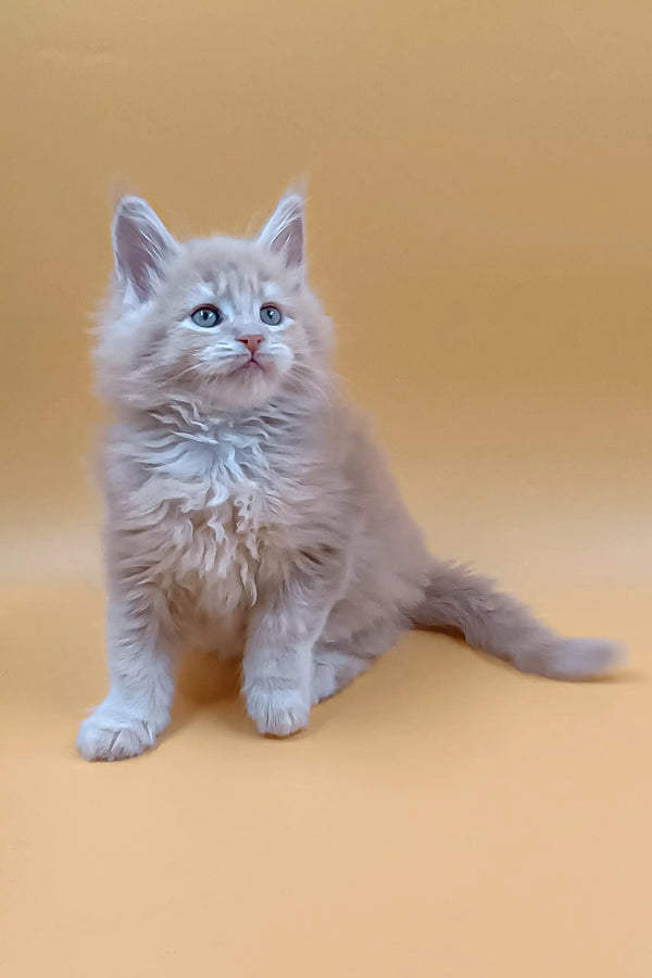 Fluffy light orange Maine Coon kitten named Arny with cute blue eyes