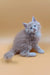 Fluffy Peach Maine Coon Kitten Arny with Blue Eyes Ready for Adoption