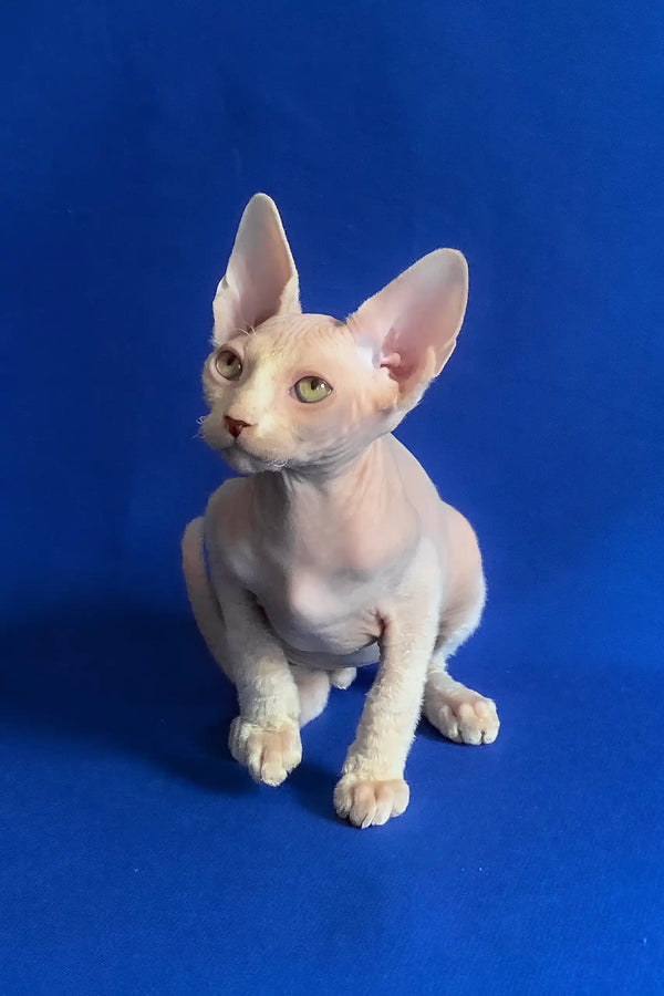Aron | canadian sphynx kitten