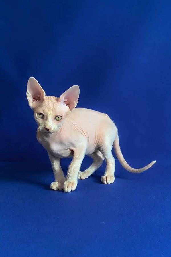 Aron | canadian sphynx kitten