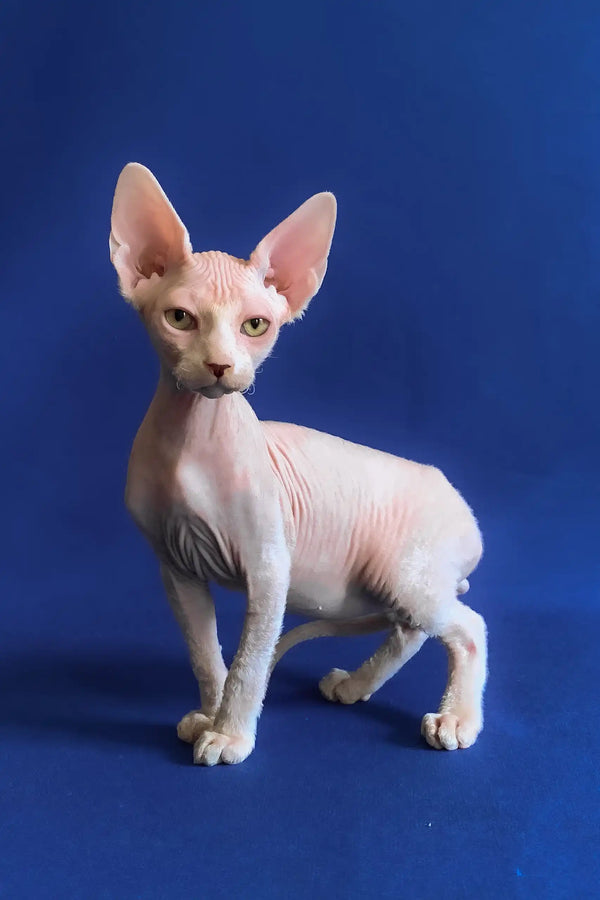 Aron | canadian sphynx kitten