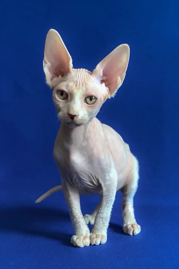 Aron | canadian sphynx kitten
