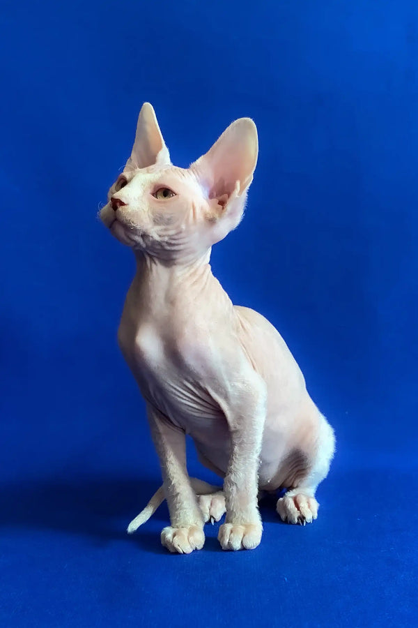Aron | canadian sphynx kitten