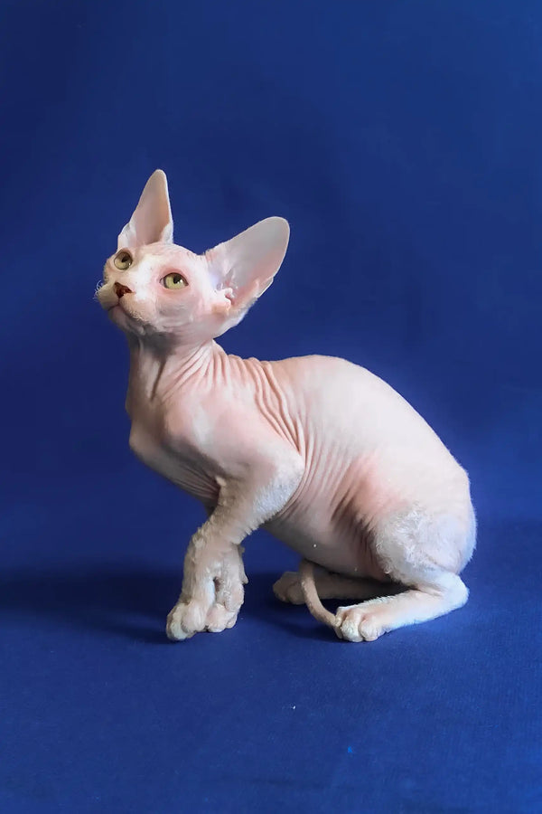 Aron | canadian sphynx kitten