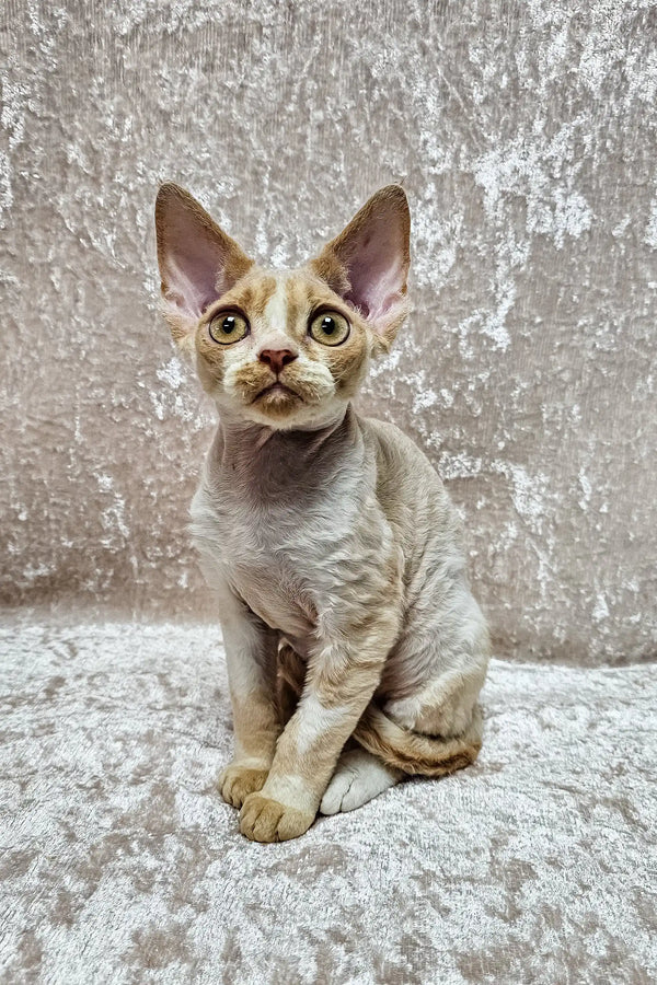 Aron | devon rex kitten