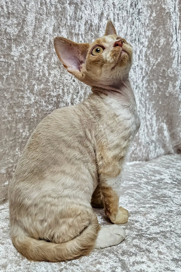 Aron | devon rex kitten