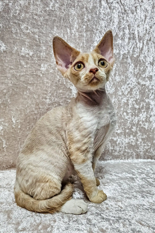 Aron | devon rex kitten