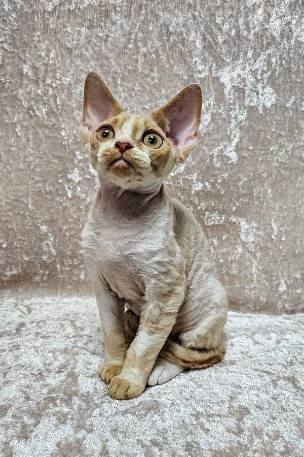 Aron | devon rex kitten