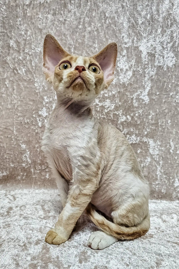 Aron | devon rex kitten