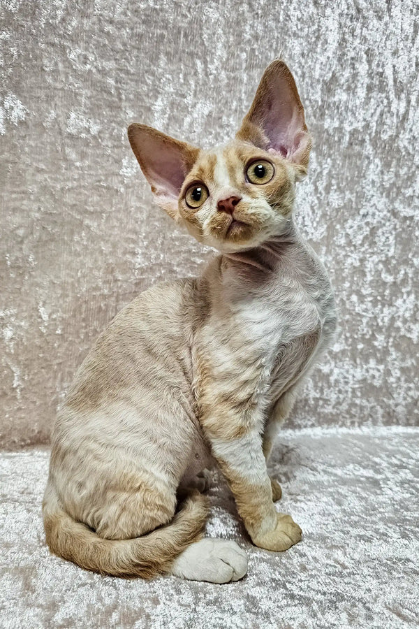 Aron | devon rex kitten