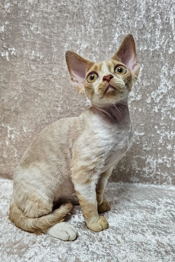 Aron | devon rex kitten