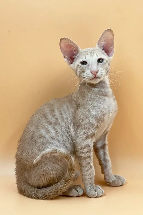 Exquisite male Peterbald kitten with light coat, large ears, and green eyes