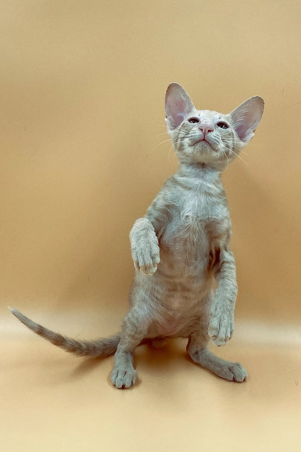 Hairless Peterbald kitten sitting upright, showing off its large ears and unique coat color