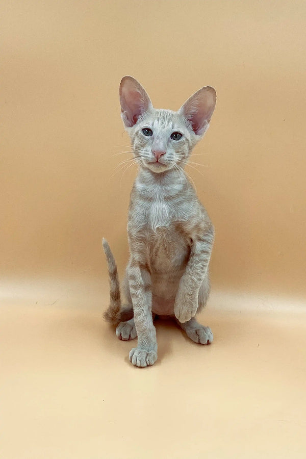 Exquisite male Peterbald kitten with blue eyes and large ears, showcasing unique coat color