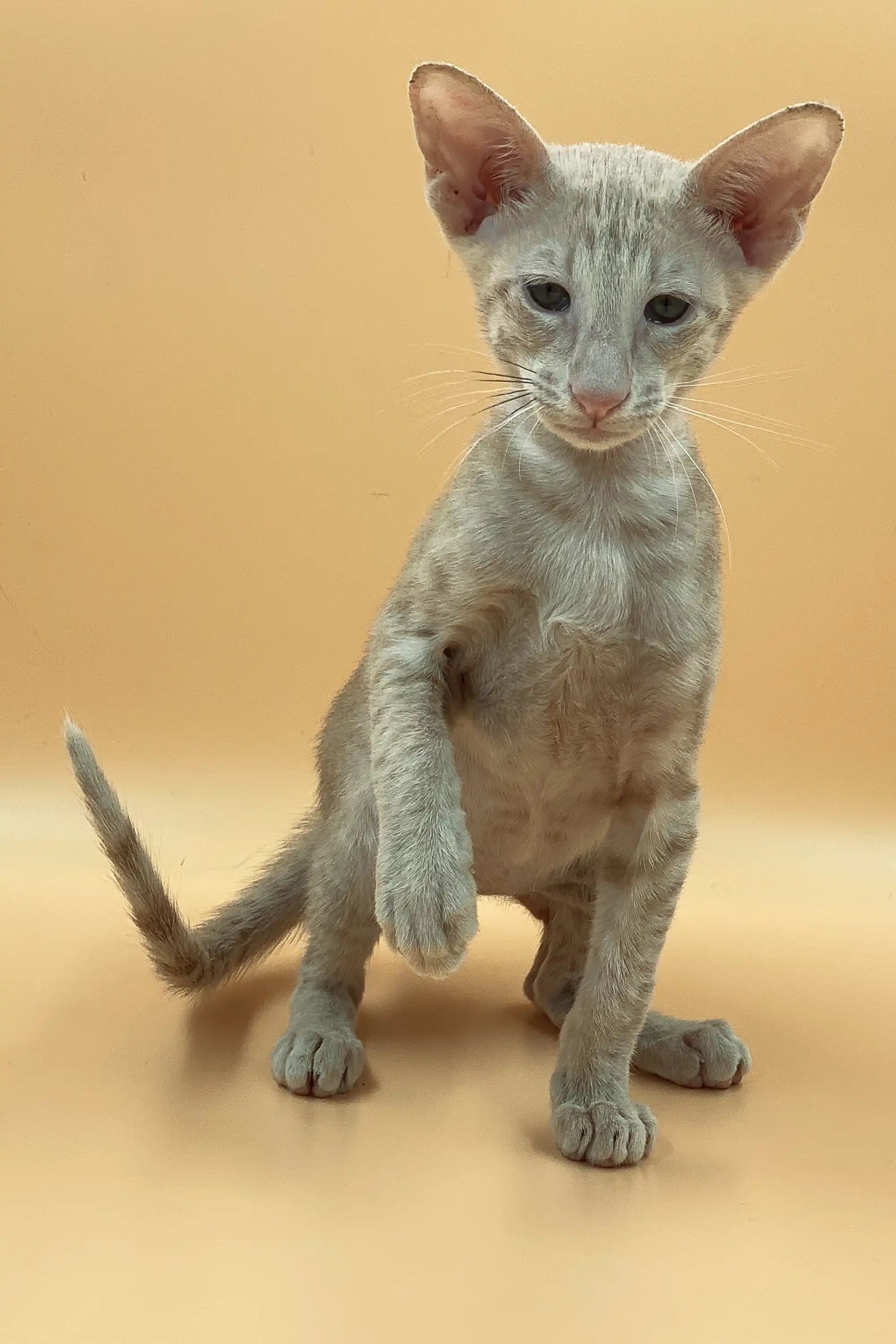 Oriental Shorthair Kittens For Sale Aron | Peterbald