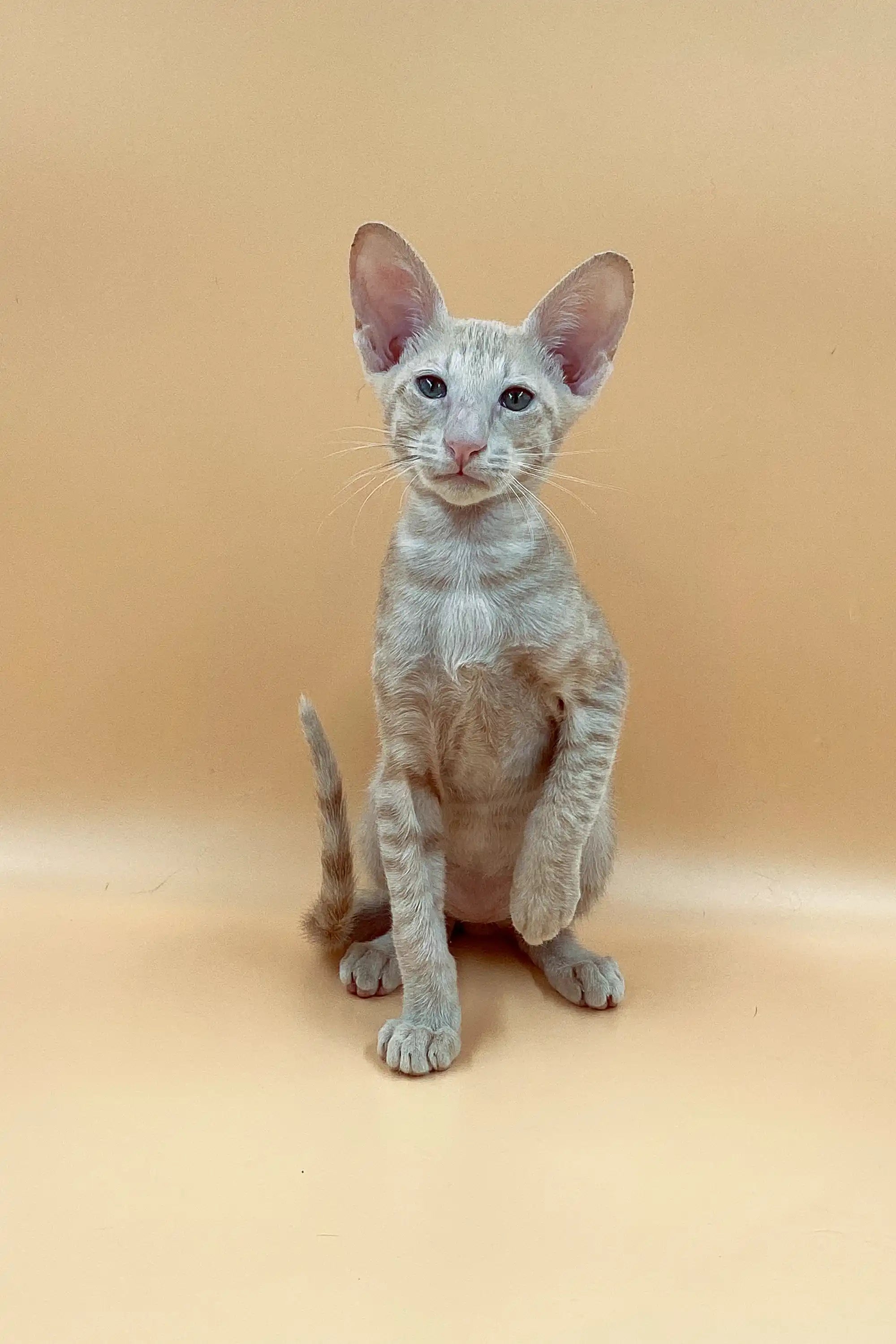 Oriental Shorthair Kittens For Sale Aron | Peterbald