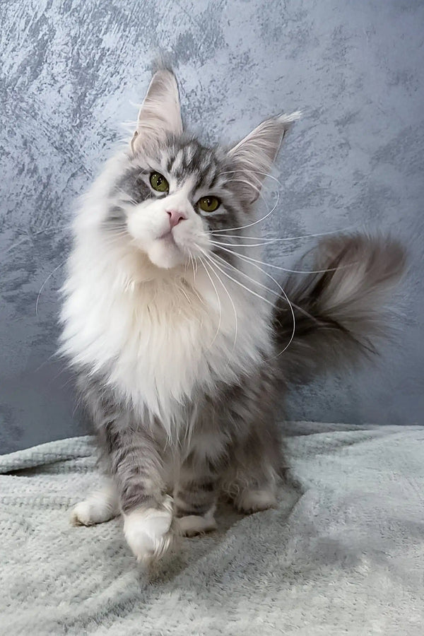 Gray and white Maine Coon cat looking adorable with Arriva Maine Coon Kitten product